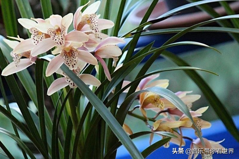 中国各城市市花图片简介,各个城市的市花有哪些