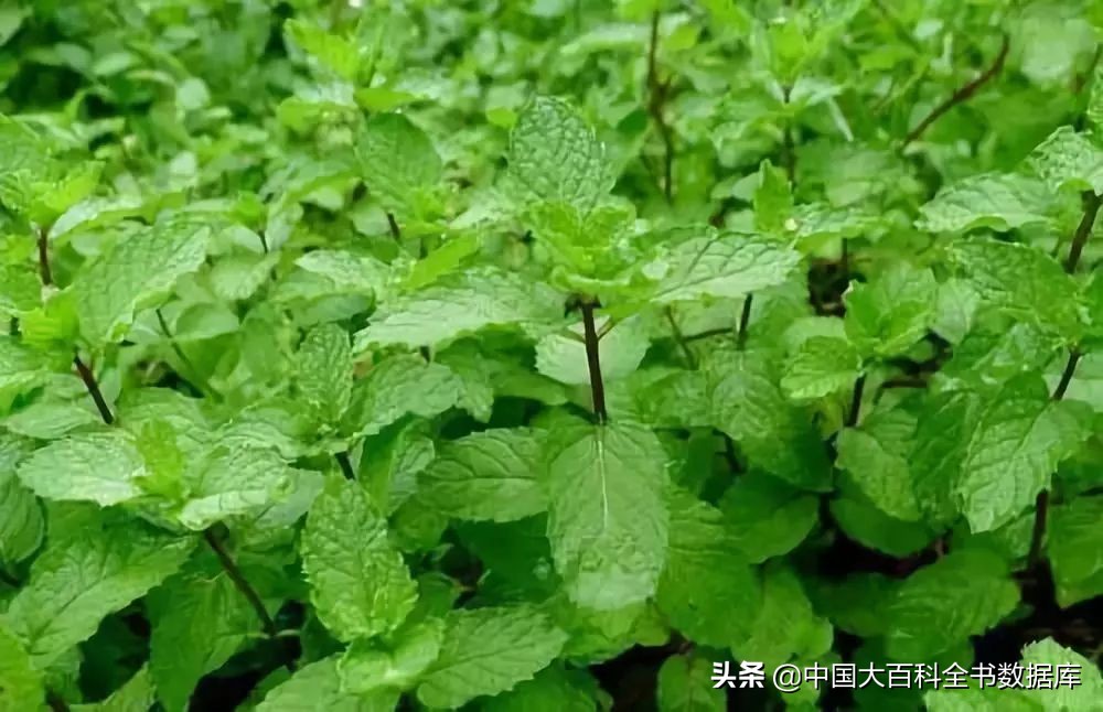 留兰香薄荷牙膏,牙膏留兰香是什么味