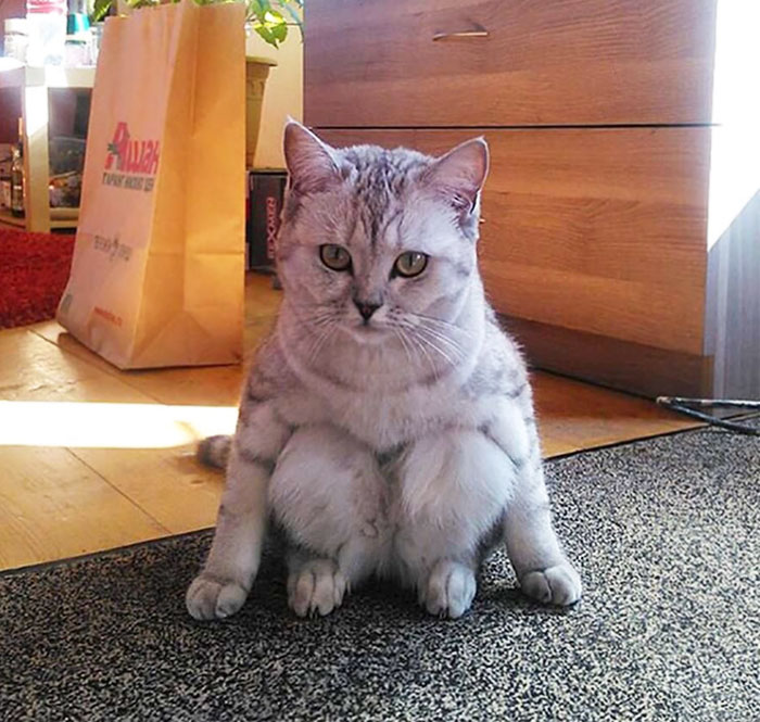 猫会不会成仙,当猫咪成为了人类