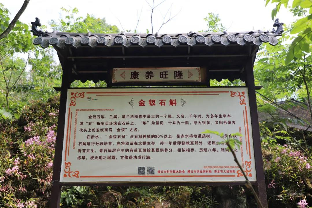 赤水市金钗石斛产业园,赤水市金钗石斛种植