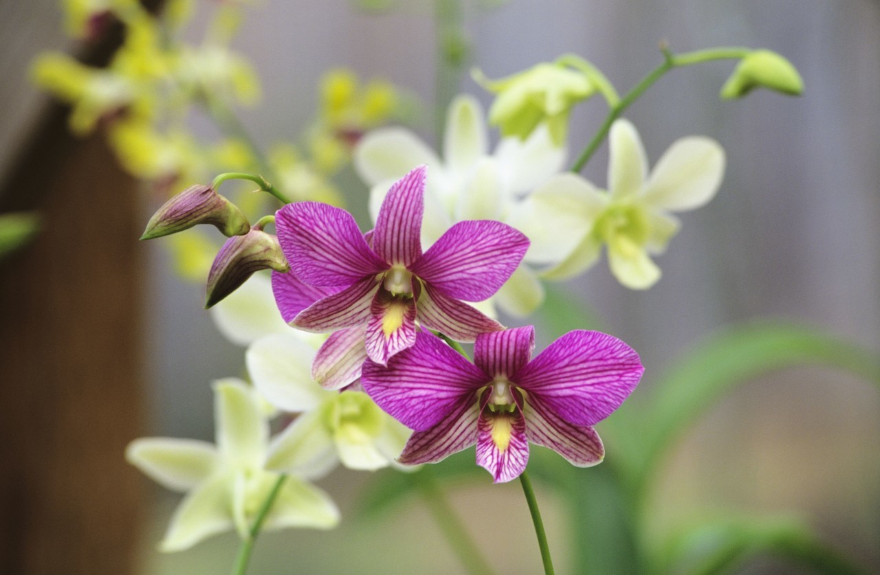 蝴蝶兰新品种彩蝶,彩蝶翩翩蝴蝶兰