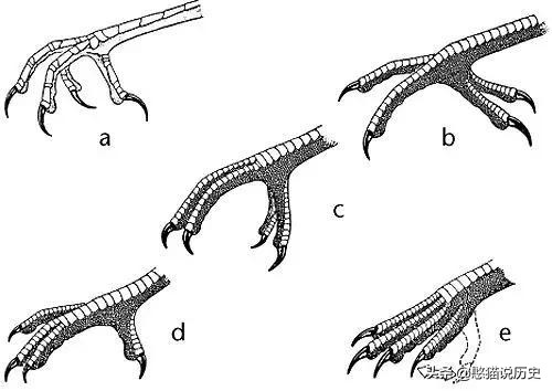 无脚鸟古人,无脚鸟世界上有什么鸟