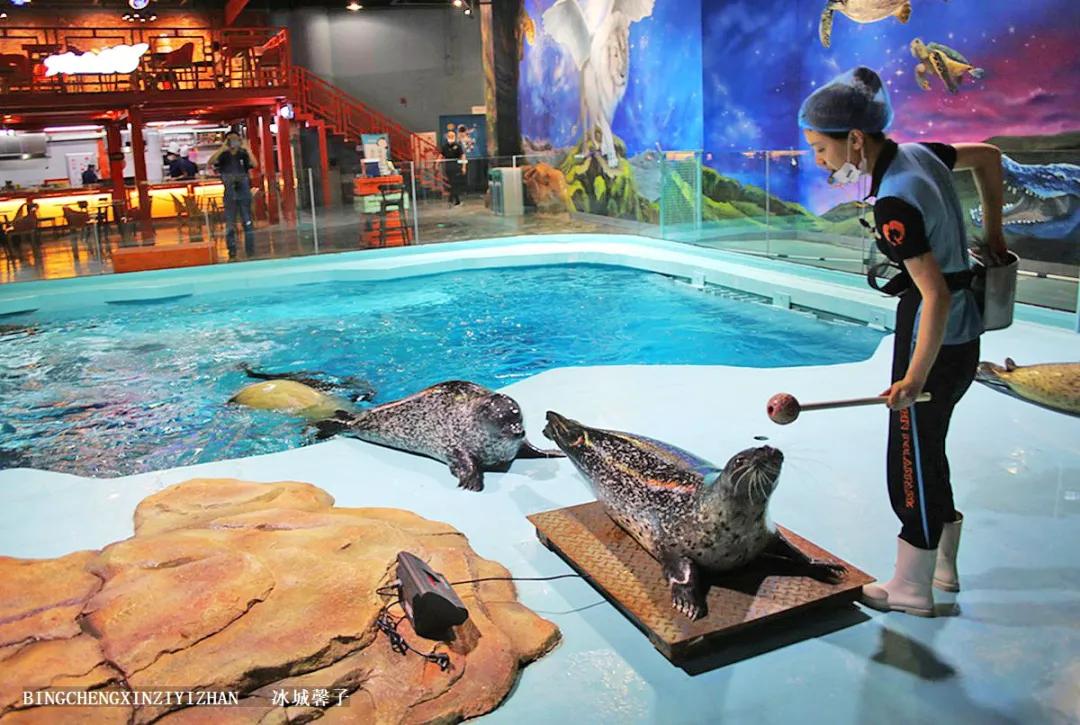 走进哈尔滨完整视频,走进哈尔滨海洋馆