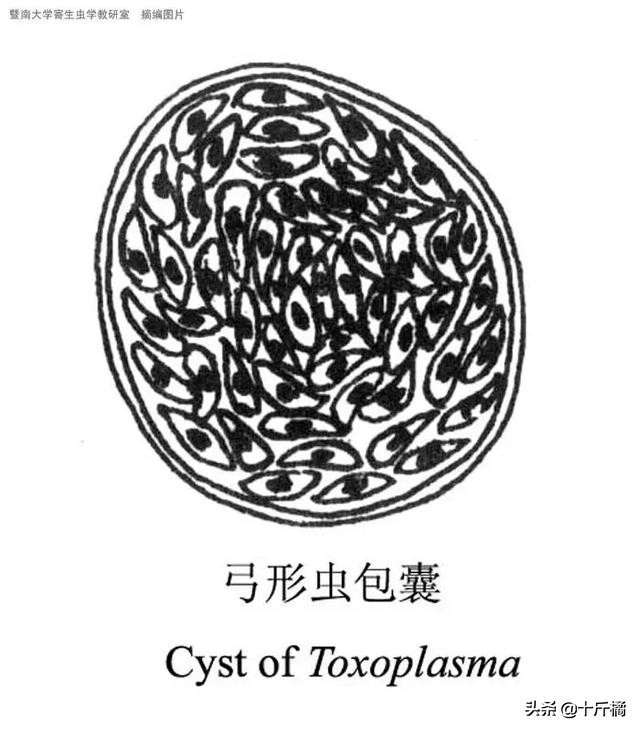 弓形虫不治会有什么危害,弓形虫是孕妇和胎儿的大敌