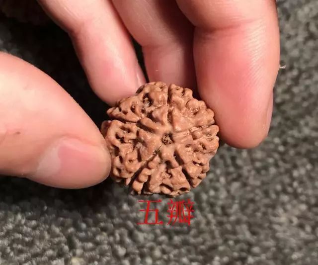 金刚菩提尼泊尔印尼区别,尼泊尔小金刚菩提子怎样快速变红