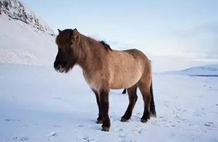 波兰翼骑兵被谁打败,波兰翼骑兵和斯巴达骑兵谁更强