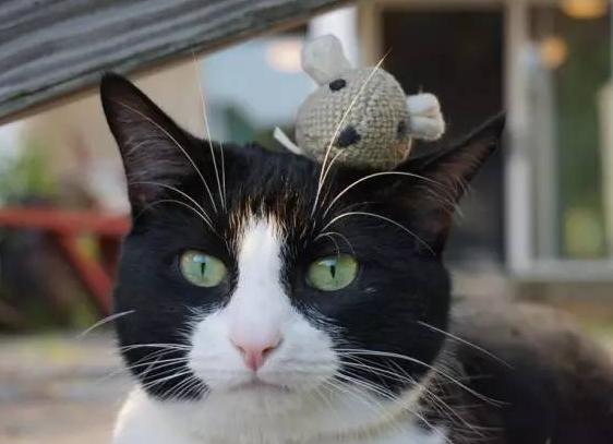 你知道猫咪的胡须为什么不能剪吗,为什么猫咪的胡须不能剪