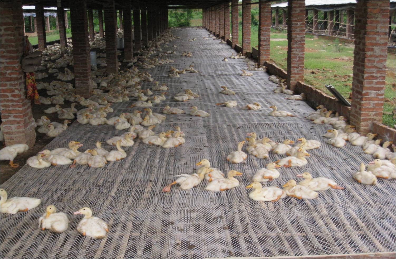 广西南宁：肉鸭旱养发展势头强劲