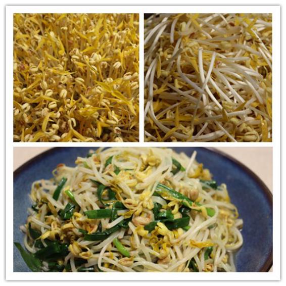 豆芽怎么发最快又好吃,教你发豆芽的小技巧你学会了吗