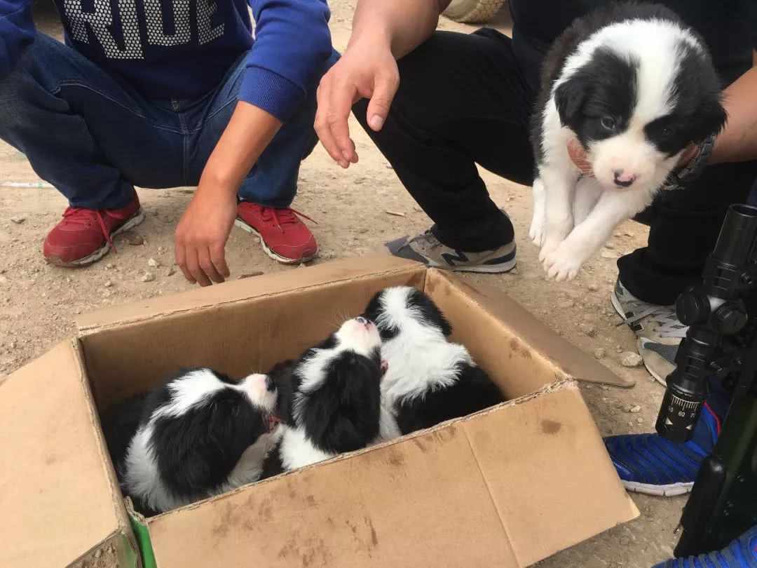 边境牧羊犬8000块钱买得到纯种吗,边境牧羊犬出售800元贵吗现在