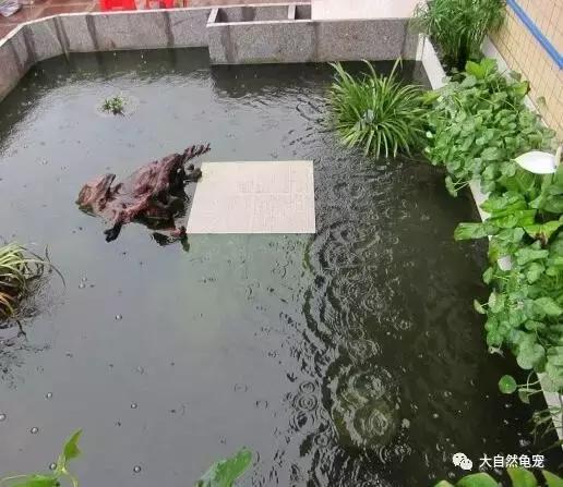想养龟有什么讲求,想养陆龟你需要注意的十件事