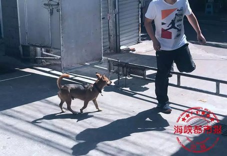 有恶犬的视频,有恶犬可以报警吗