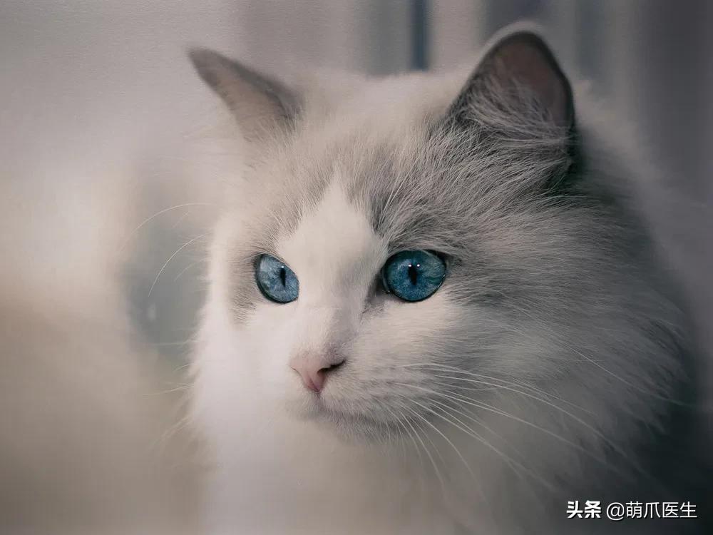 我就是馋猫的身子，没别的！