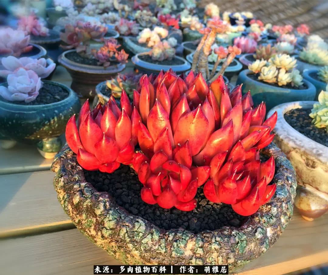 鍒濆啲鏆栭槼鍥寸倝鐓尪,鍐洦鍝佽尪