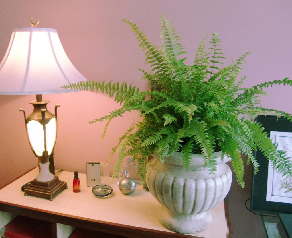 波士顿蕨类植物冬季怎么养,波士顿蕨室内吊兰绿植