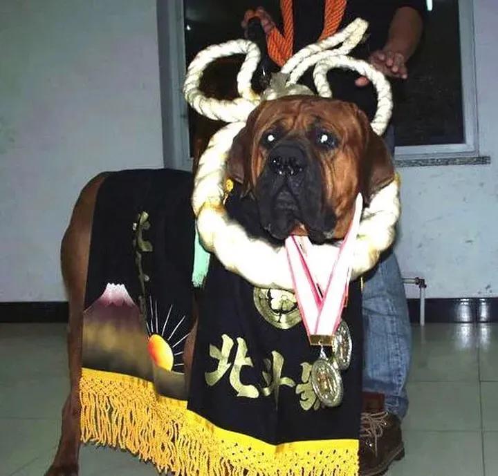 世界各国大型猛犬排名,世界各国猛犬排名