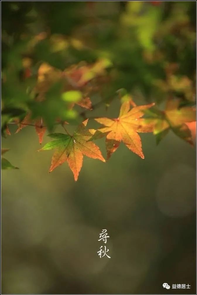 高粱立了秋再出穗还能熟吗,立了秋丢了扇全文的诗意是什么