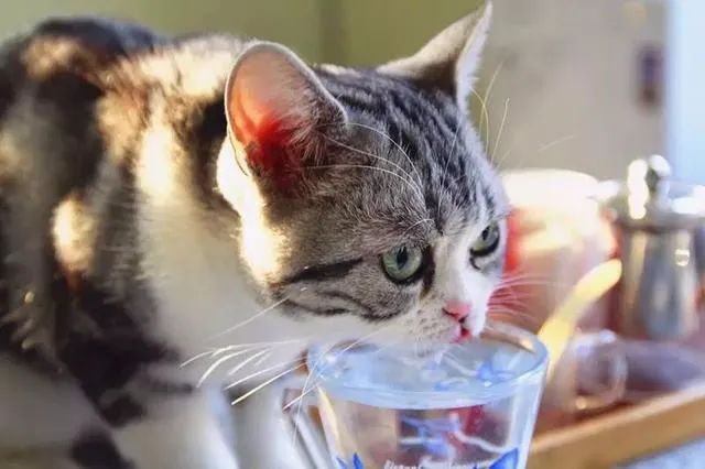 猫咪脱水说明什么问题,猫咪怎样才算是脱水