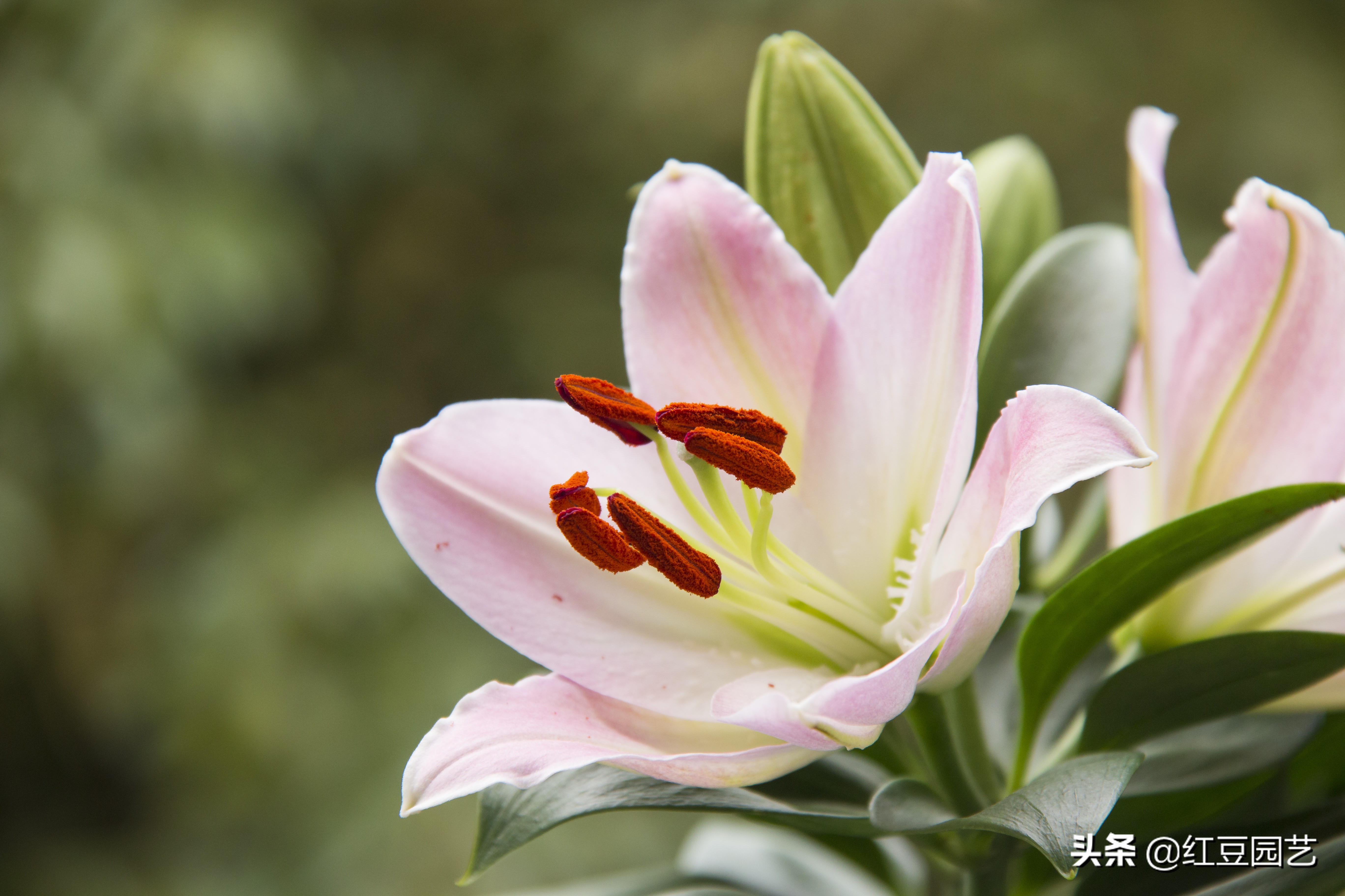 香水百合怎么养才第二次开花,香水百合怎么养才能开花