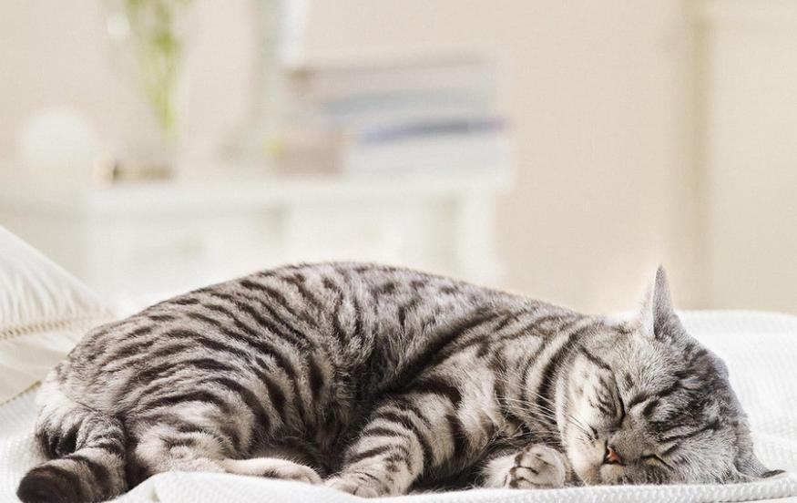 猫咪调皮不听话给它关房间怎么样,猫咪调皮被关小黑屋后不喊不叫