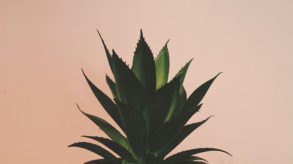 植物医生面膜什么材质,石墨烯材质面膜有什么好处
