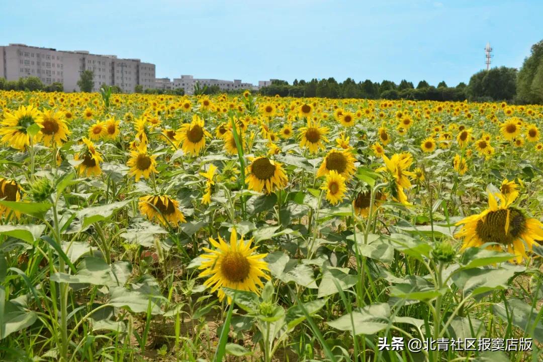 千亩向日葵游玩,百亩向日葵花海免费赏