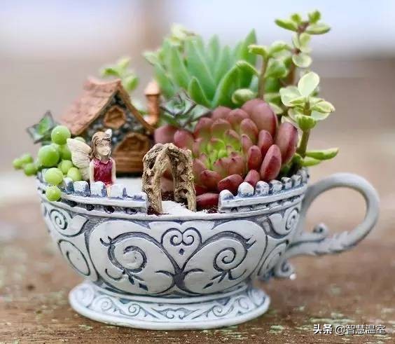 多肉植物的养花心得,多肉植物怎样养新手入门篇