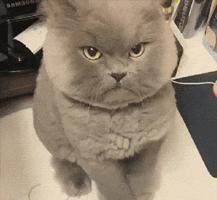 对猫咪道歉的动作,主人给猫咪道歉该怎么用猫语说