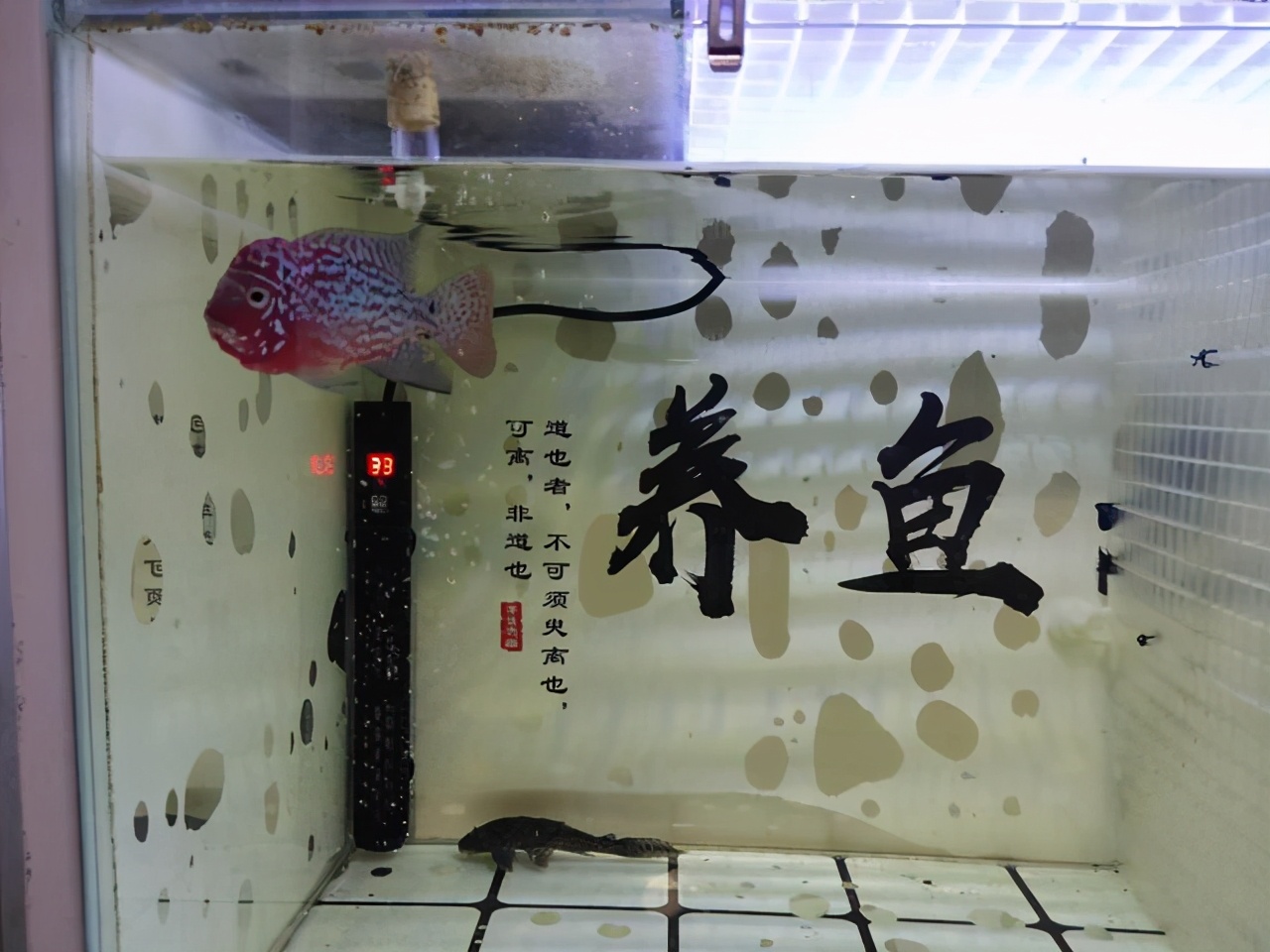 观赏鱼最好养的品种不需要经常喂,觉得自己养的观赏鱼不好看