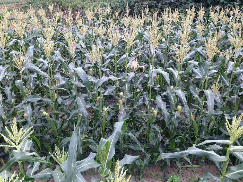 在家包田一年挣多少钱,在家包地种豆角挣钱吗