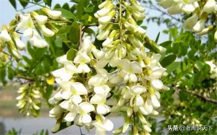 临泉县经济全国第几名,临泉县是中国人口第一大县吗