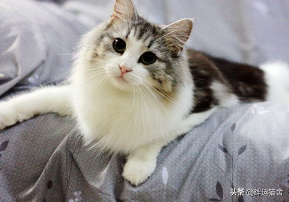 缅因猫什么花色的好,缅因猫纯黑和纯白能生出什么颜色