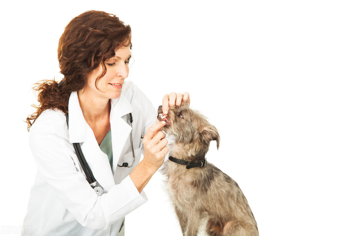 蜱虫有什么存在的意义,犬蜱虫病症状及治疗方法