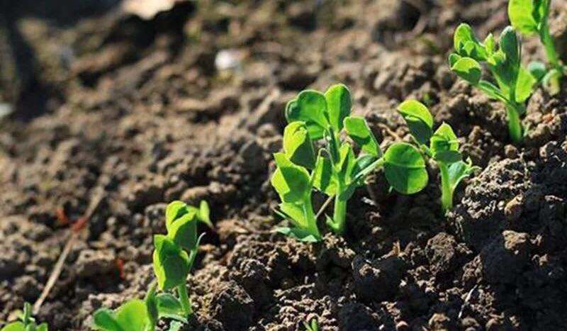 花卉养的土特别硬怎么回事,种植物的土太硬怎么回事
