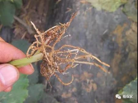 根部病害必须要灌根！但是这样灌根不仅没效果还有药害！