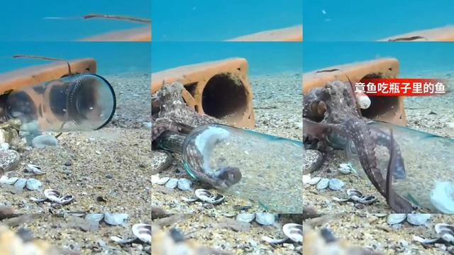长得像章鱼的外星生物侵占地球,酷似外星人的海洋生物