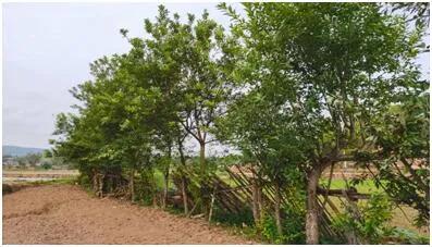 茶马古道马蹄坑,茶马古道篇