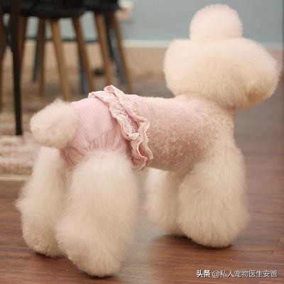 安爸训养犬,安爸教你养比熊