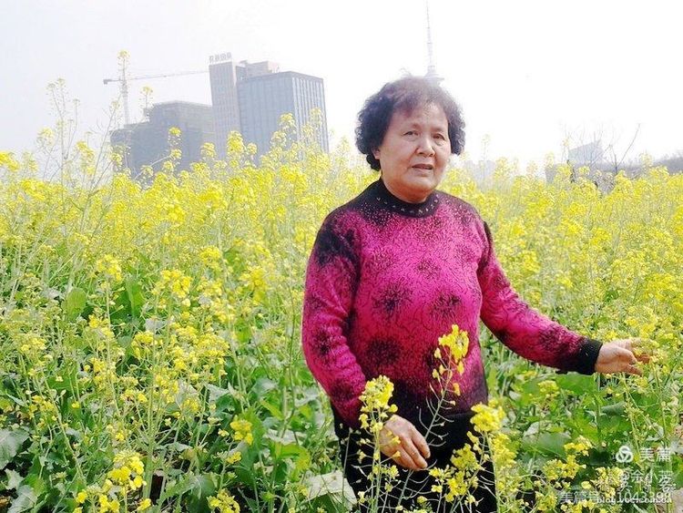 梦中的油菜花田,梦中的油菜花完整版