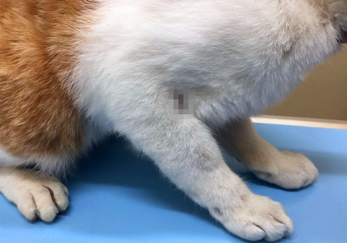 猫咪脊椎骨裂会瘫痪吗,猫咪脊椎错位会导致歪头吗