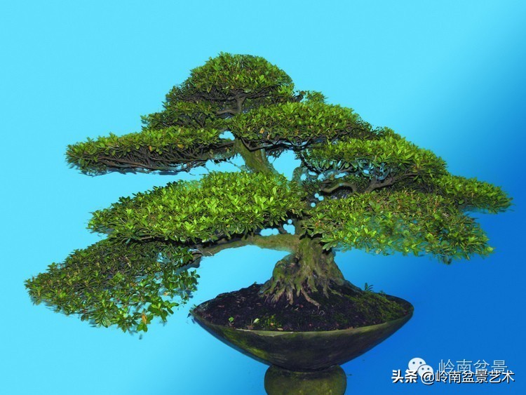 盆景经营思路及方法,盆景市场