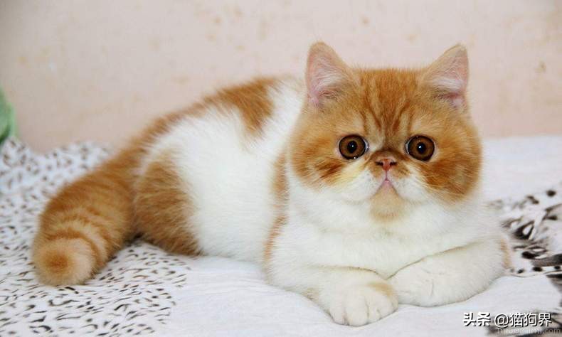 猫咪预防猫癣为什么要用95%的酒精,铲屎官一般怎么处理猫屎