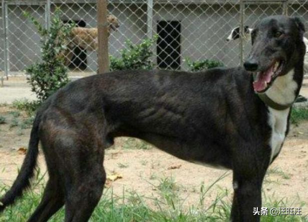 怎么挑选格力犬,一个月的格力犬怎么挑选