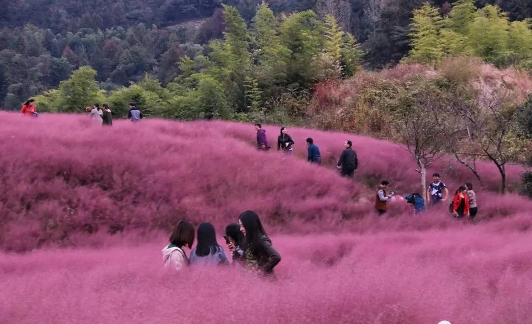 扩散|天津首个“7D花海天空之境”开放？全国都翻车了