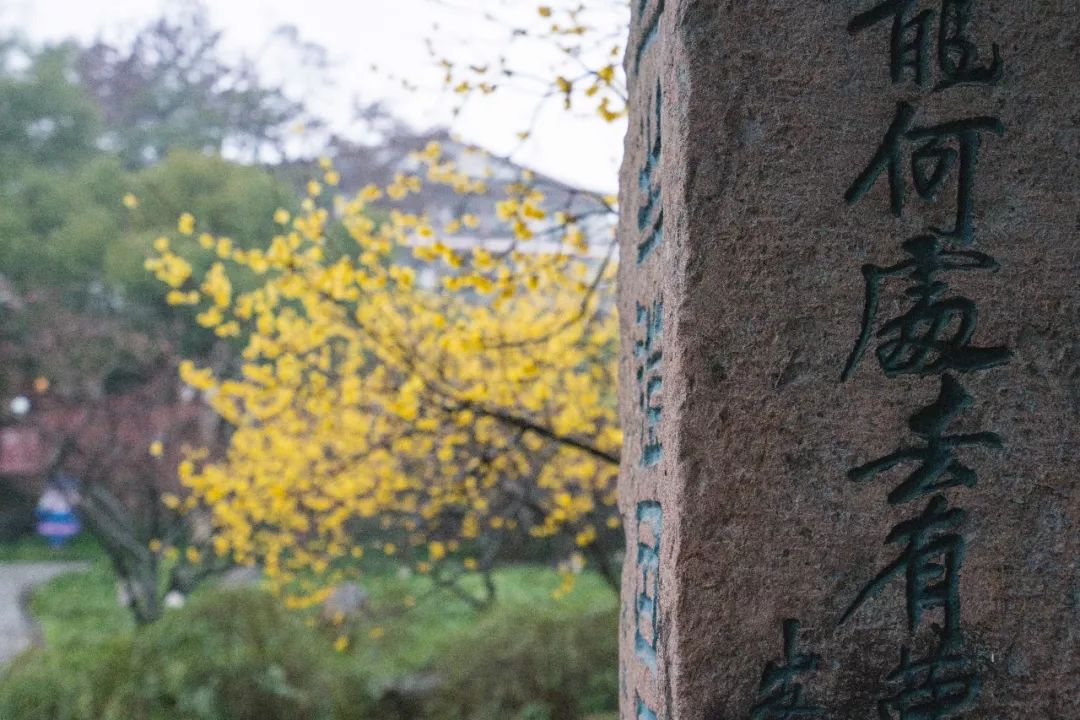 江南三大梅园,杭州江南三大梅花