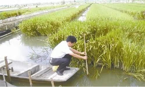 水草腐烂不生根,水草腐烂对水质的影响