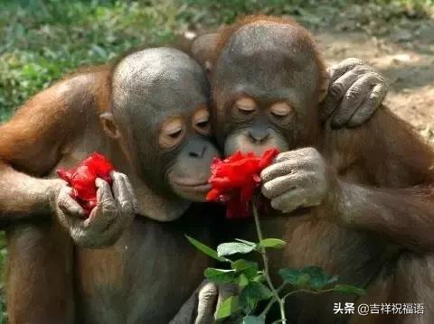 今天是6.4，夫妻日，百年一遇的吉祥日子，送给天下所有的夫妻