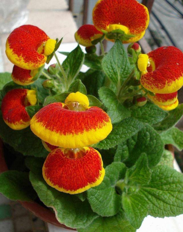 这款荷包只能种，却不能用，实用性不强喜欢的人却一大把