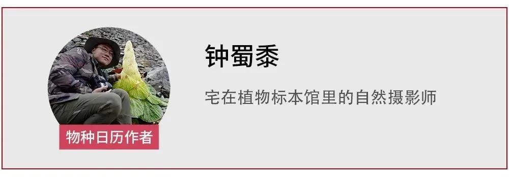 人类用8年就灭亡的动物,人类用八年就灭杀的动物