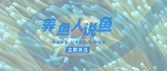 养观赏鱼的方法和技巧大全,新手怎么养观赏鱼的基本方法图解